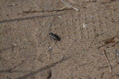 Cicindela scutellaris