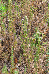 Symphyotrichum falcatum