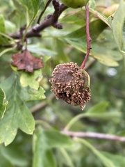 Gymnosporangium clavariiforme