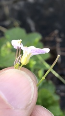 Cardamine polemonioides