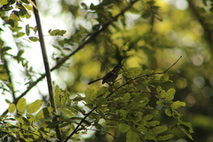 Polioptila albiloris
