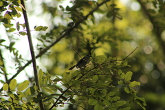 Polioptila albiloris