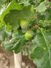 Quercus petraea