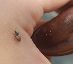 Oxycarenus hyalinipennis