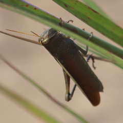 Schistocerca lineata