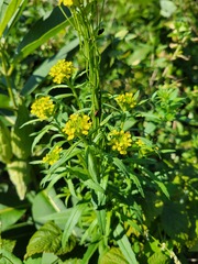 Erysimum cheiranthoides
