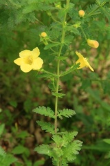Aureolaria pedicularia