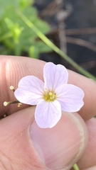 Cardamine polemonioides