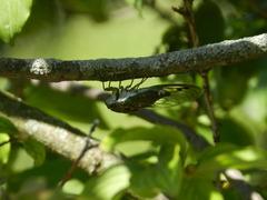 Neotibicen pruinosus