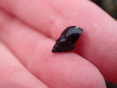 Littorinimorpha