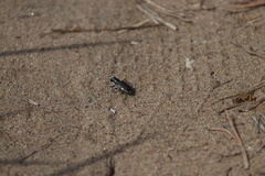 Cicindela scutellaris