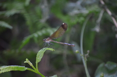 Calopteryx haemorrhoidalis