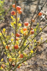 Osyris alba