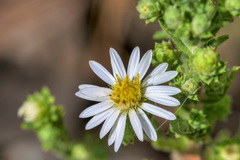 Symphyotrichum falcatum
