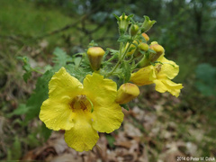 Aureolaria pedicularia