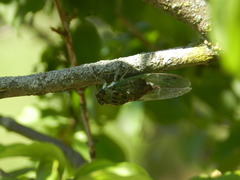 Neotibicen pruinosus