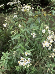 Doellingeria umbellata