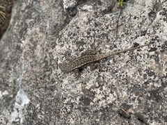 Sceloporus tristichus