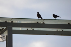 Corvus