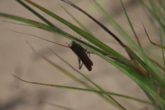 Schistocerca lineata