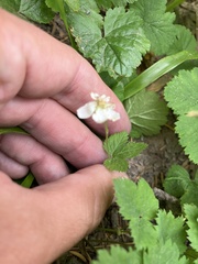 Rubus lasiococcus