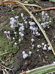 Coprinellus disseminatus