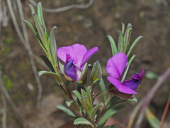 Polygala rehmannii