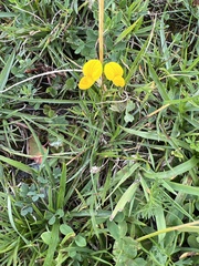 Lotus corniculatus