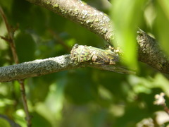 Neotibicen pruinosus