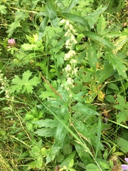 Artemisia integrifolia