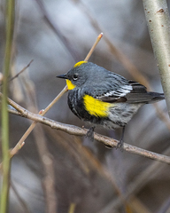 Setophaga coronata auduboni