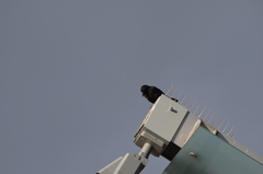 Corvus