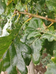 Quercus petraea