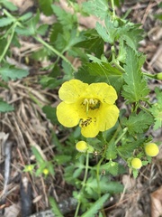 Aureolaria pedicularia