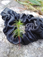 Polytrichastrum alpinum