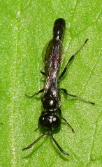 Trypoxylon