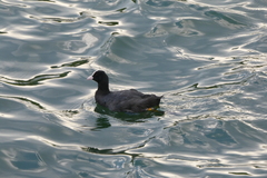 Fulica atra