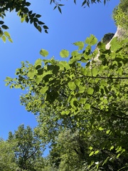 Prunus armeniaca