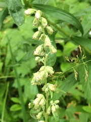 Artemisia integrifolia