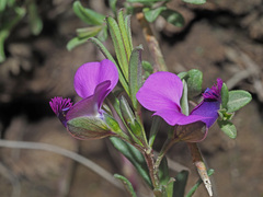 Polygala rehmannii