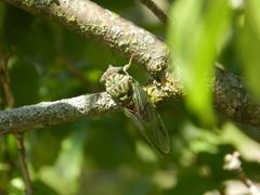Neotibicen pruinosus
