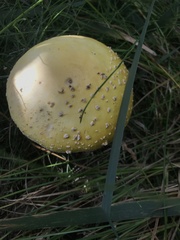 Amanita muscaria guessowii