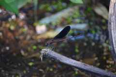 Calopteryx haemorrhoidalis