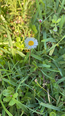 Erigeron quercifolius