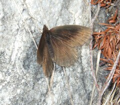 Erebia