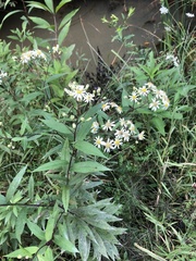 Doellingeria umbellata