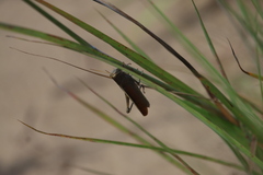 Schistocerca lineata