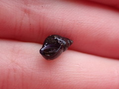 Littorinimorpha