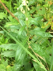 Artemisia integrifolia