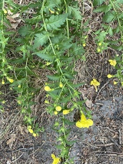 Aureolaria pedicularia
